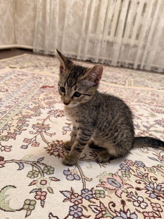 Отдадим в добрые руки котенка