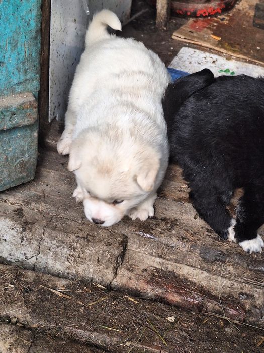 Щенки лайки  девочки