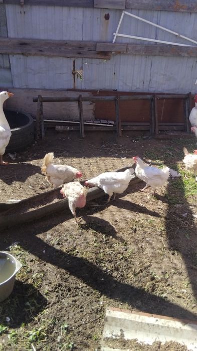 Продам курей несушек