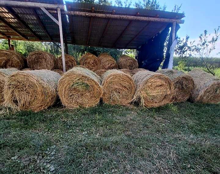 Vând baloți de lucernă
