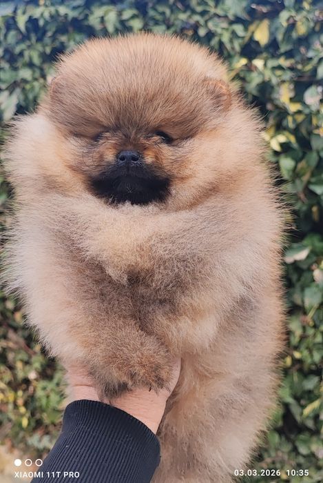 Померан мини момче