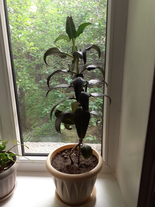 Лечебное растение Каланхоэ.