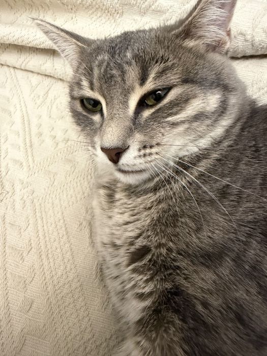 кошка шотландская