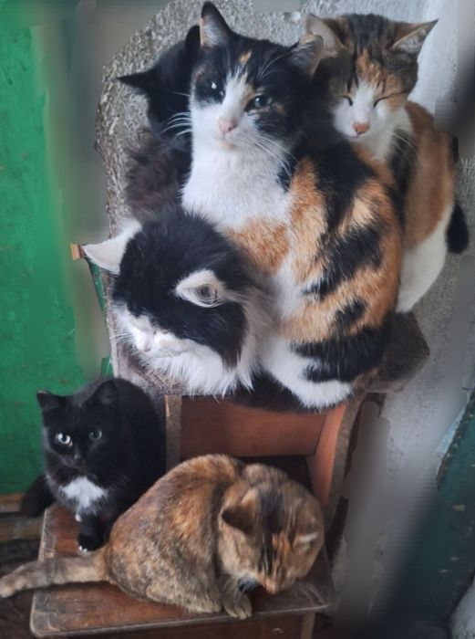 дарю! кошек  трех лет, на выбор: