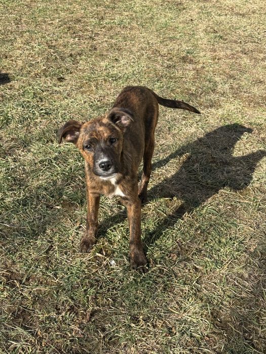 Осинови кученце