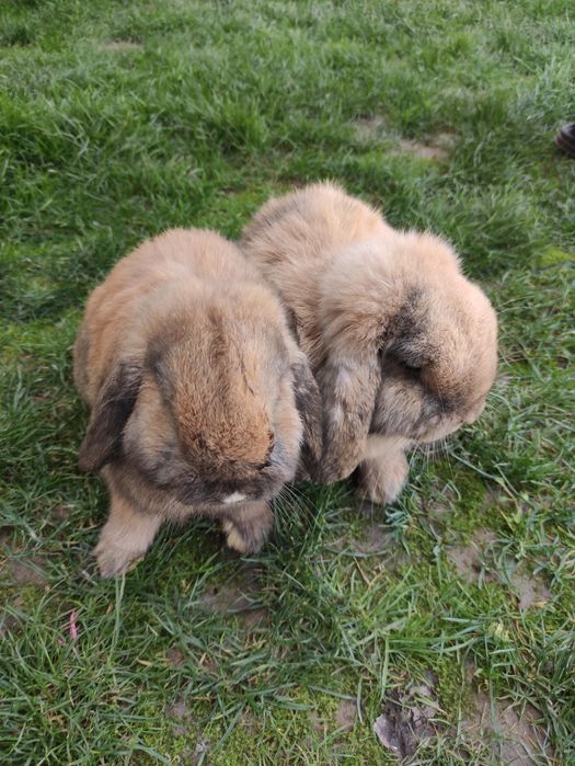 Кролики карлики породы "баран" по 350 тыс.