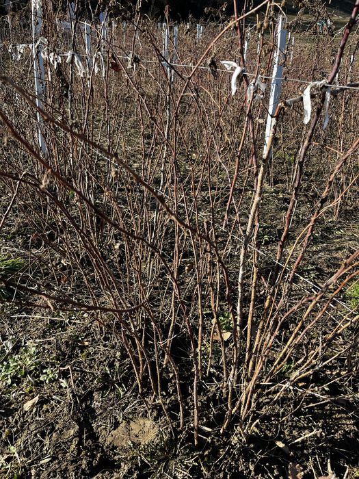 Vand butasi de zmeura Polka