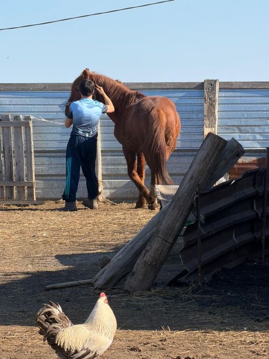 7 летка конь  красный