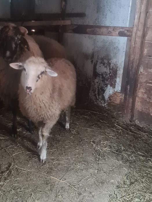 Vând 20 de miei pentru crescut sau sacrificat