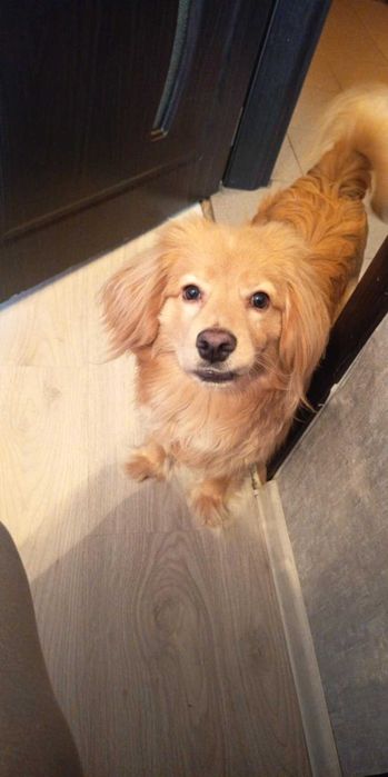 Подарява се мелез между кокер шпаньол и немски шпиц