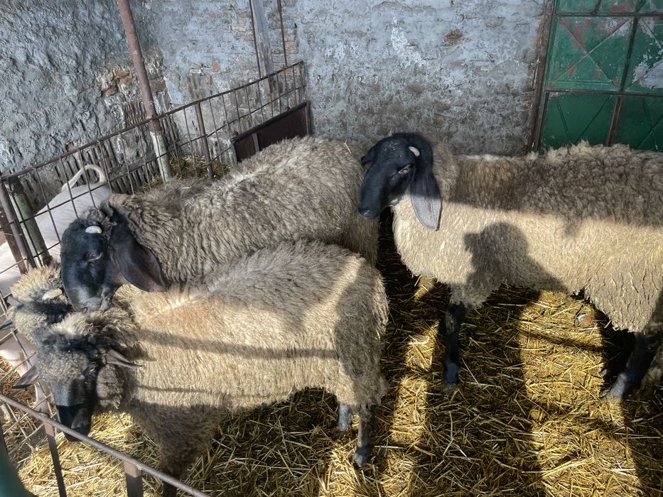 Berbecuti carabas sarbesc 11 luni, 120 kg  crescuti acasa, ingrijiti
