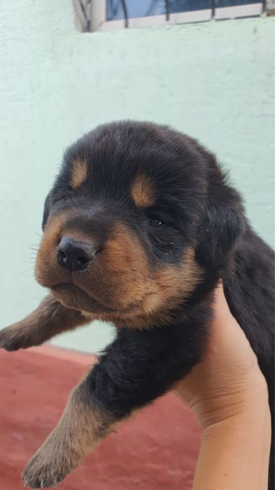 Ротвелер БОСС ищет невесту для вязки.