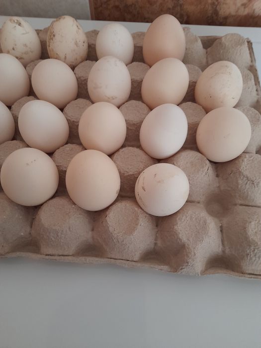 Oua incubat motata olandeza