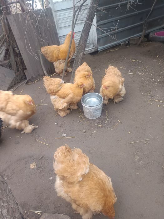 Ouă incubat cochincina uriaș galben