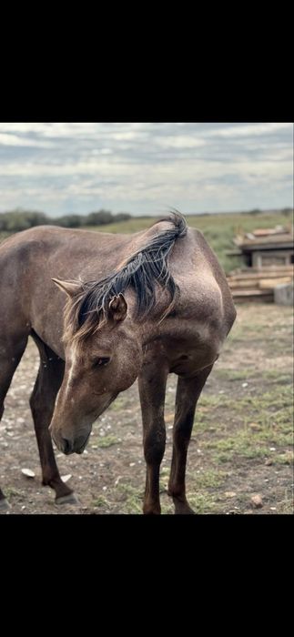 Айфон 15 Pro Max 256ГБ