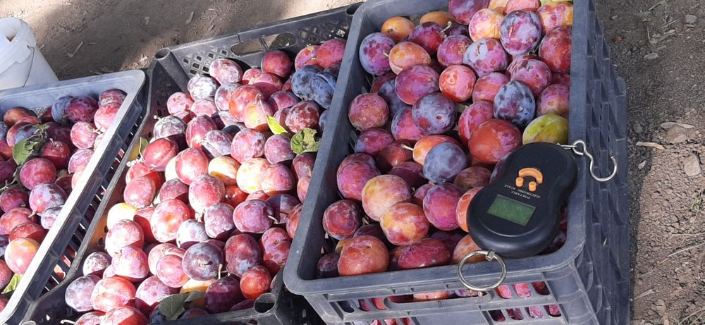 Продам сливу горная