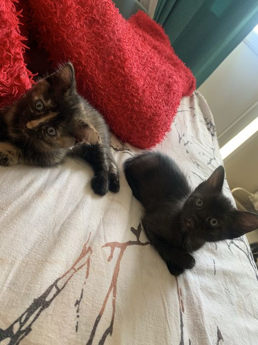 Отдам котят приученных