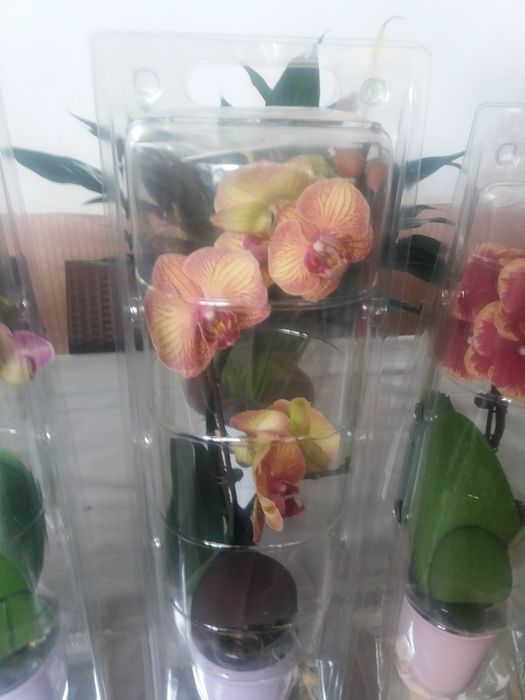 Продам комнатные цветы Архидея