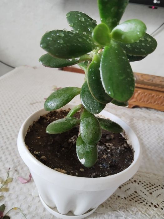 Денежное дерево толстянка крассула