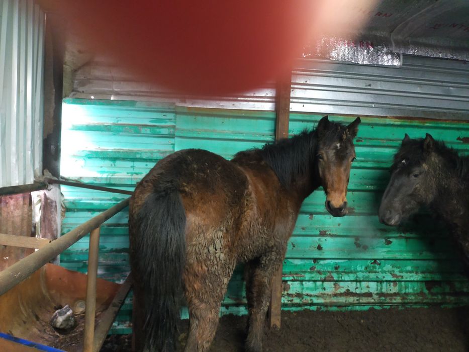 Жылқы, лошади, откорм, соғым