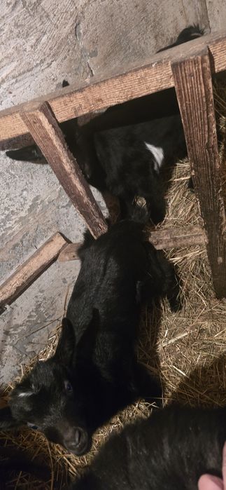 Срочно Продам Козлят!