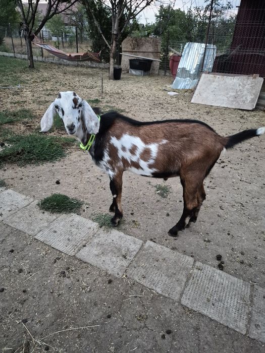 Țapic anglo-nubian