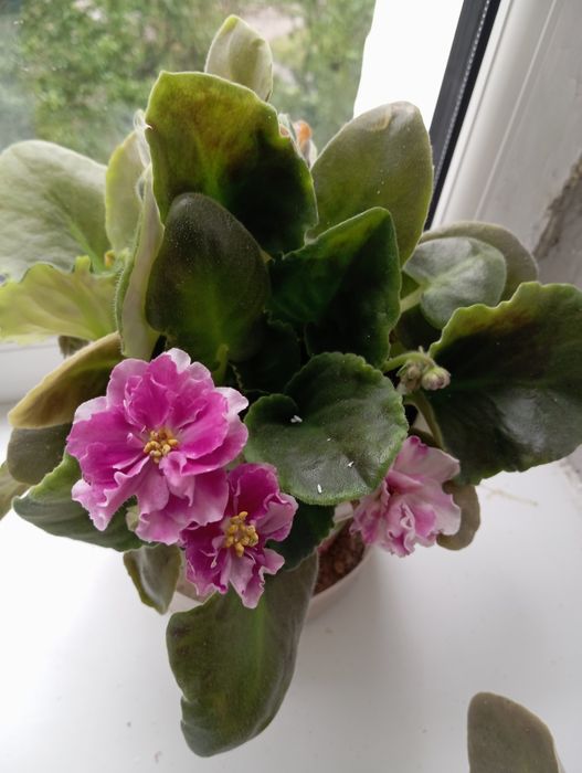 Листочки набивной фиалки