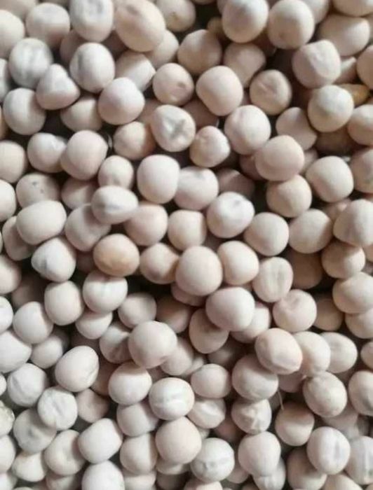 Samanta mazare Certificata soiul Nicoleta , Ovaz Muresana Orzoaică