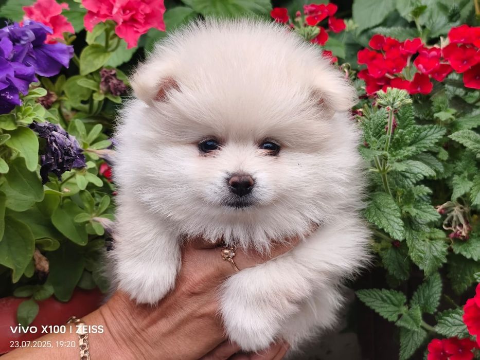 Очаровательные щенки шпица.