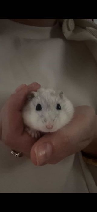 Hamster 2 luni alb