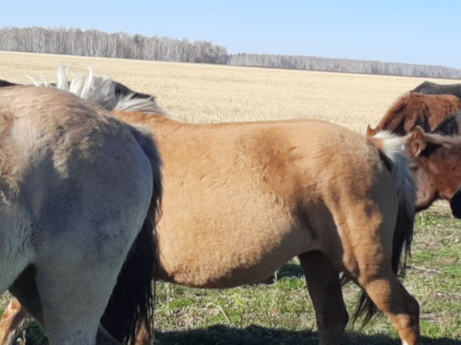 Продам лошадей в табуне.