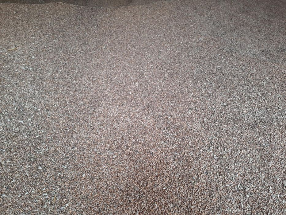 Vand grau producție 2025