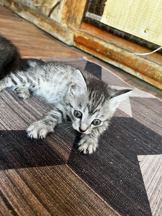Отдам котят, все мальчики