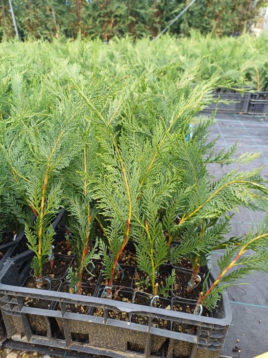 Leylandii pentru gard viu