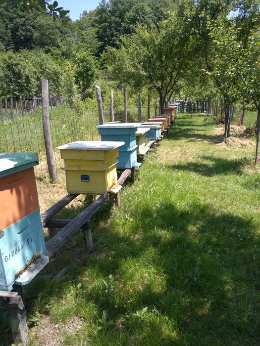 Familii de albine și roiuri