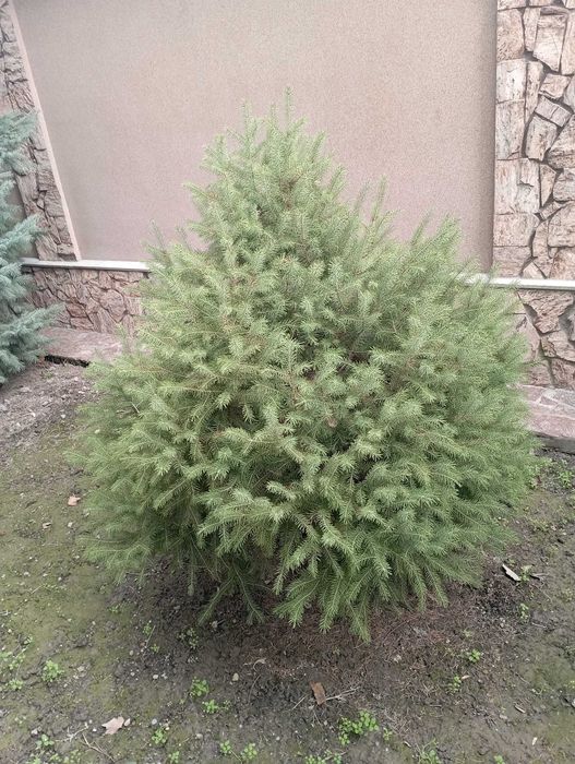 Елка зелёная пышная