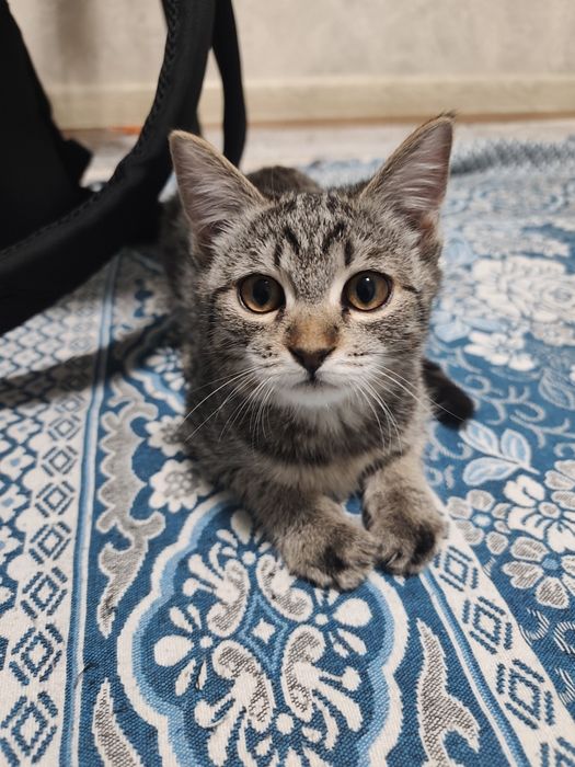 Котенок в любящую семью