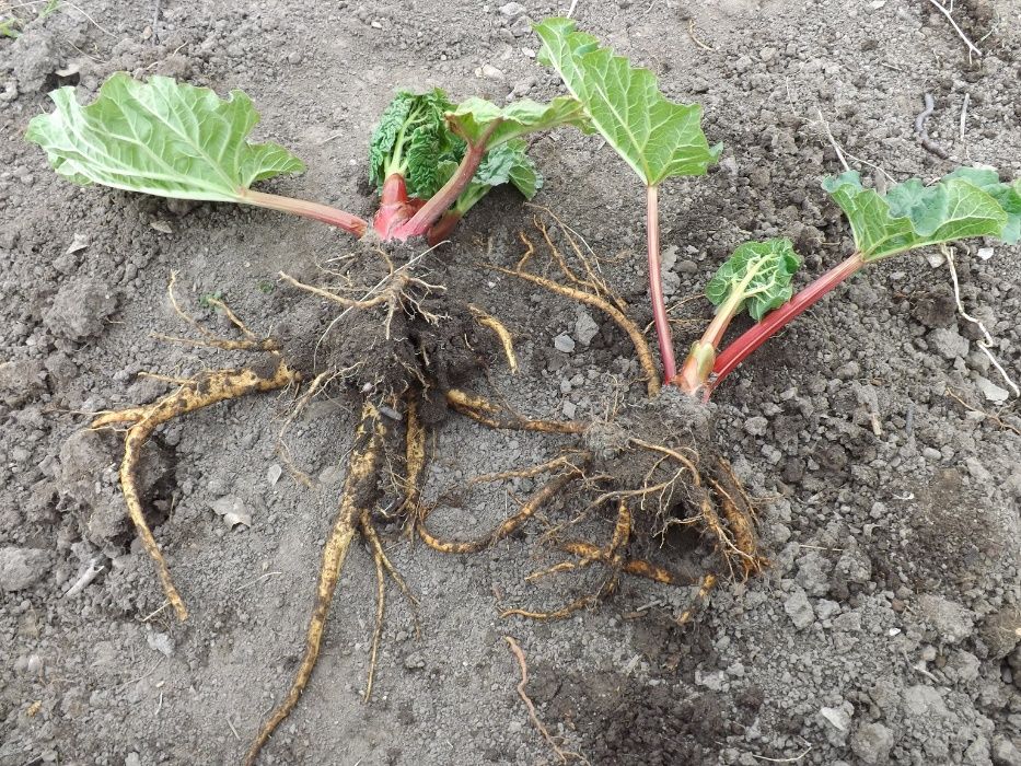 Producator vand coroana de rubarba , revent , rabarbar aclimatizata