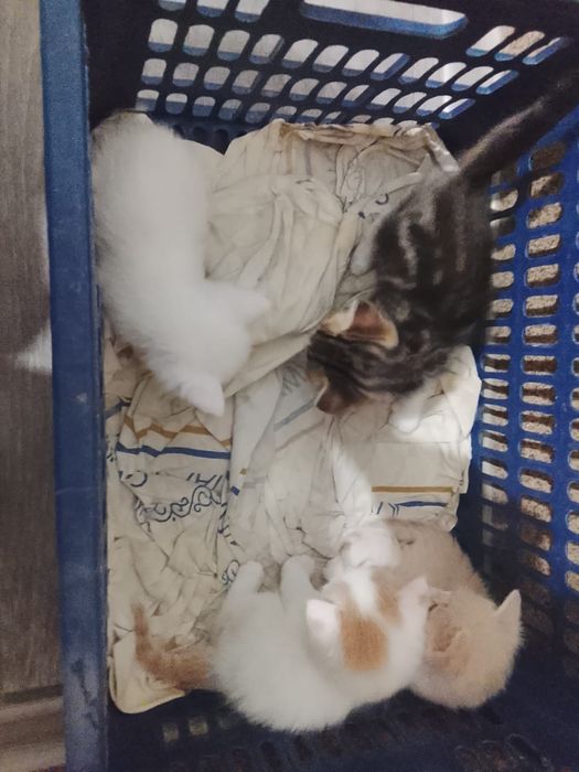 Продается кошкиии