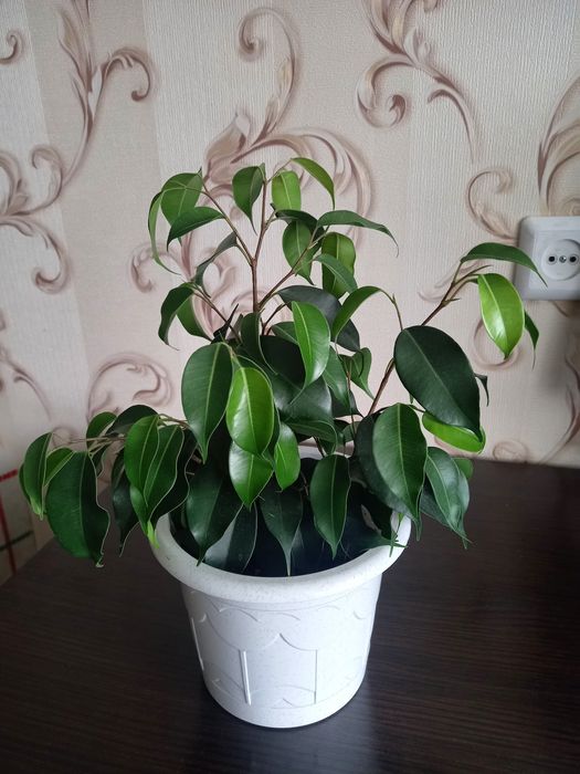 Фикус Бенджамина