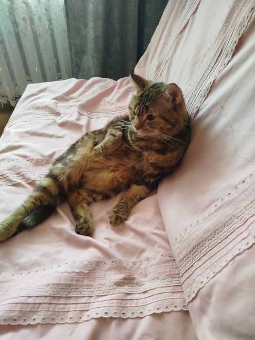 Отдам бесплатно кошку и кота