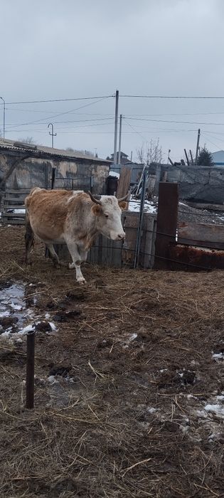 Продаются коровы