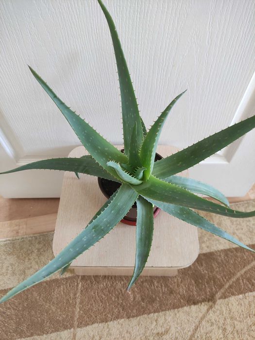 Алоэ  растение .