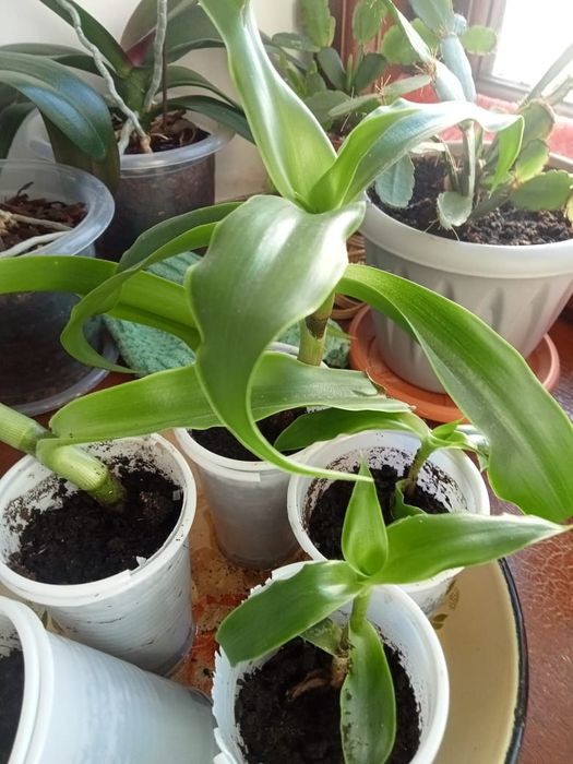 Золотой ус цветок