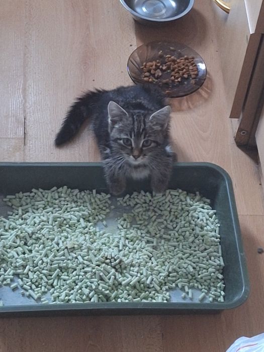 Маленькая кошечка ищет дом