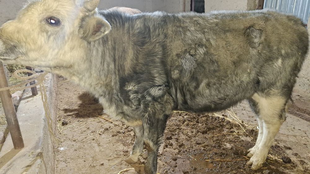 Швет новвослар 2та бир жойда сотилади соглом 100%