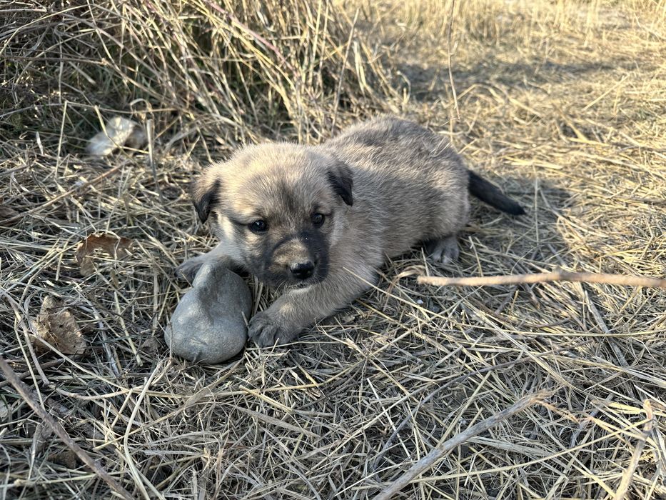 Отдам щенков в добрые руки