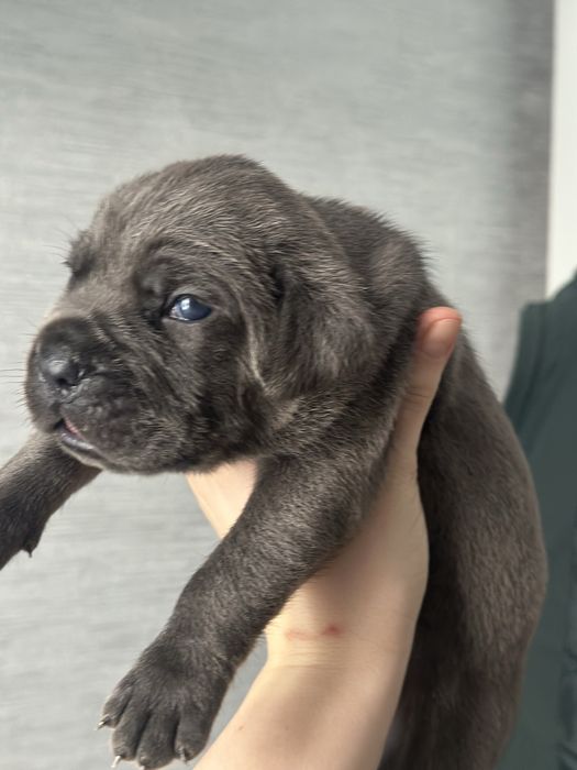 Щенки кане корсо