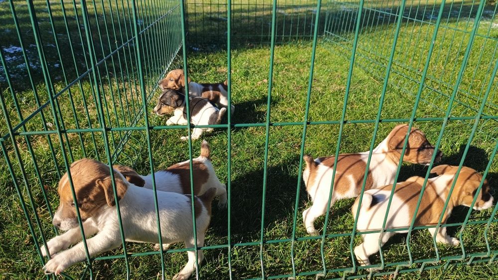 Джак ръсел териер