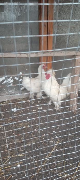 Тауықтар сатылады